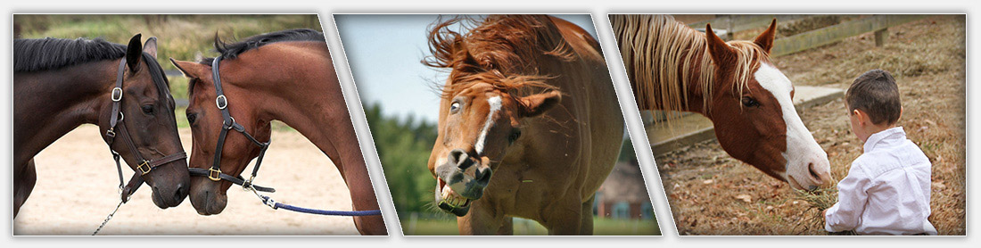 Banner Horse Talk