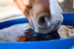 drinking horse