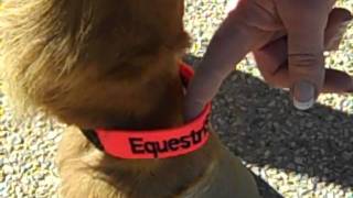 Fetlock ID