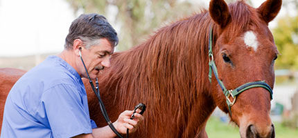 Equine Major Medical