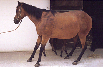 Laminitis Horse