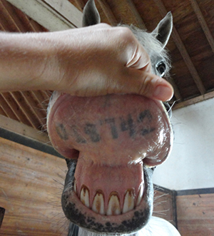 Lip 
Tattoo